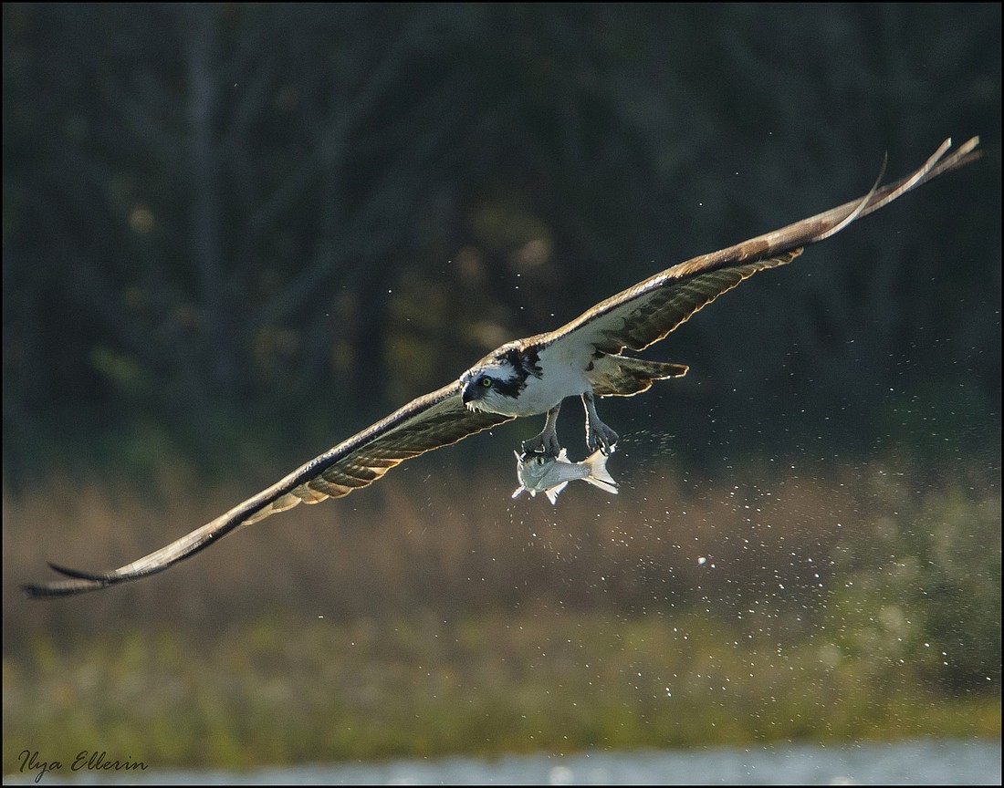Ilya Ellerin was the Grand Prize winner for this photo of  an osprey in flight, holding a fish, over the Intracoastal Waterway.