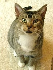 Sunshine Maddy, a 2-year-old domestic shorthair, was fatally shot June 26. COURTESY PHOTO