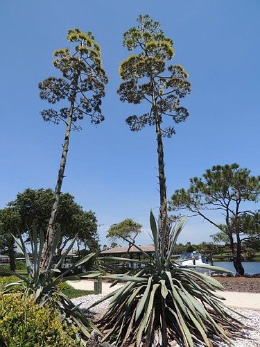 Bonnie Cross' twin century plants. COURTESY PHOTO