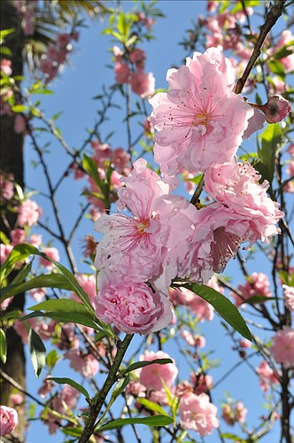 This peach tree is one of many fruit trees found on the property. FILE PHOTO