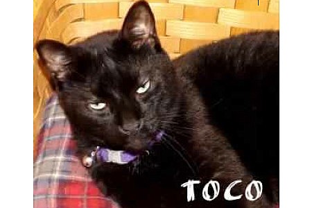 Toco, a 6-year-old male Bombay mix, will be available for adoption during the Humane Society's black and orange cat special.