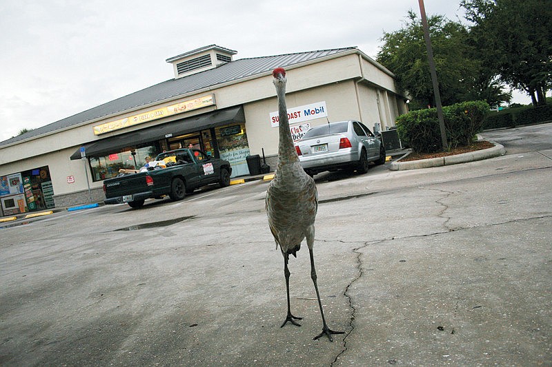 This curious sandhill crane greeted motorists as they filled up at the Mobil gas station in Lakewood Ranch Sept. 24.