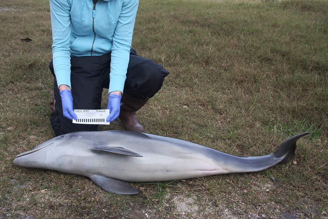 The first morbillivirus-confirmed stranding in Florida was Oct. 18, in Jacksonville. COURTESY PHOTO BY FWC
