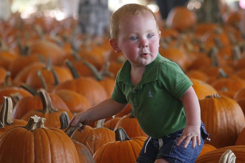 Ashton Watson, 1, was in awe of all the pumpkins available at Hunsader Farms.