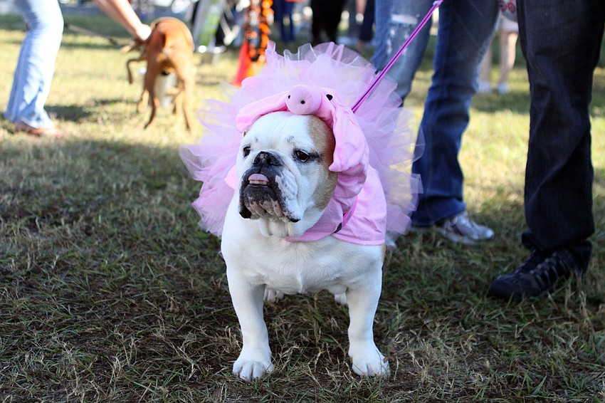 Jezebel, 9, English Bulldog, goes to Howl-O-Ween as a pig.