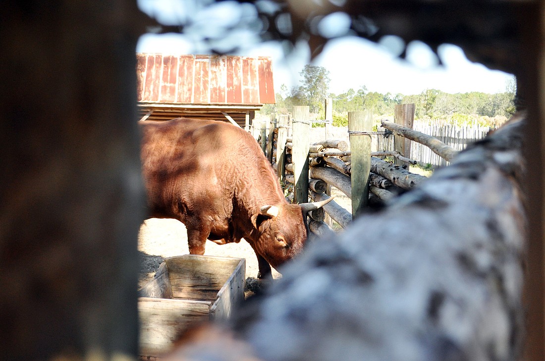 The Florida Agricultural Museum's mission is to preserve agricultural past; interpret yesterday's, today's, and tomorrow's agricultural issues; and educate the public about those issues through enjoyable experiences. SHANNA FORTIER