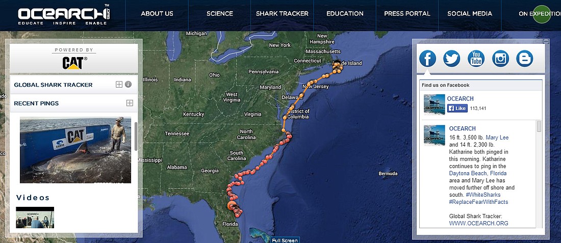A white shark named Katherine was tracked just south of the Flagler Beach Pier this morning. (Photo courtesy of www.ocearch.org/profile/katharine/)