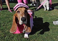 Rusty, owned by the Walker family, won the prize for best costume.