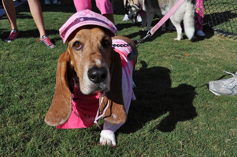 Rusty, owned by the Walker family, won the prize for best costume.