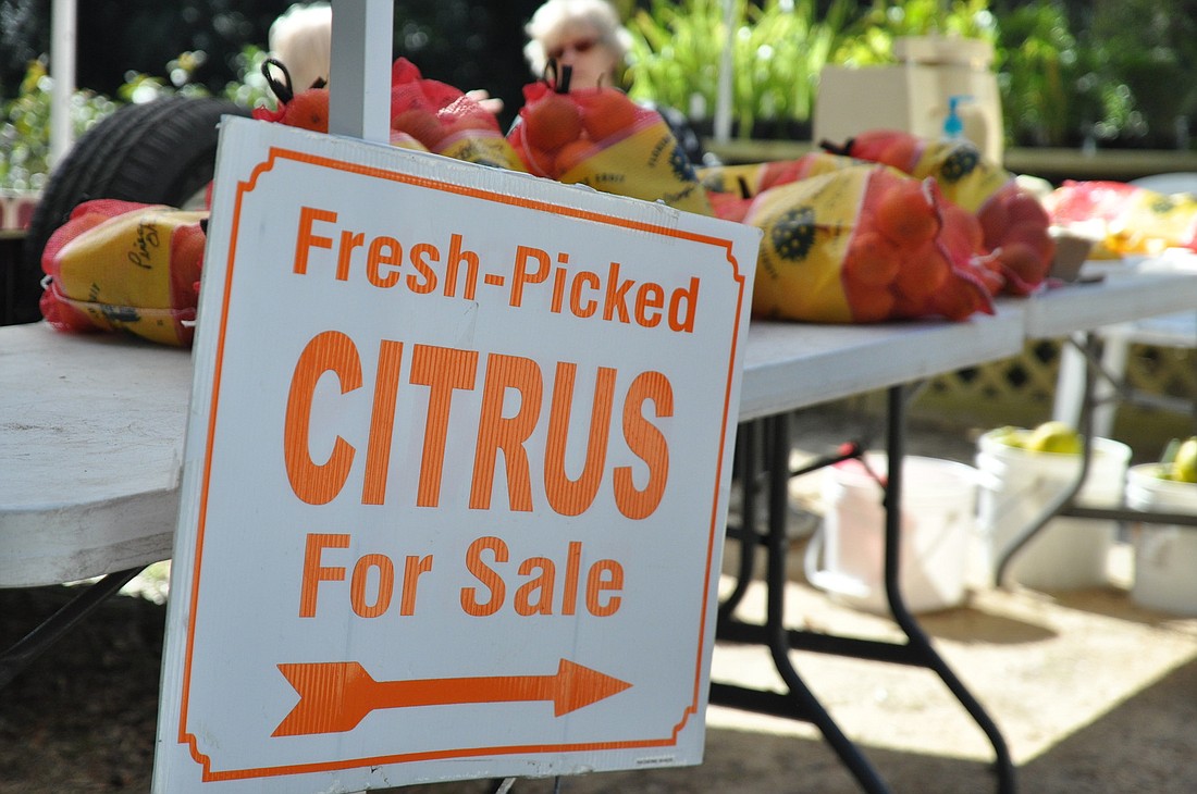 The festival sold fresh-picked oranges, baked goods, citrus trees by Flying Dragon Citrus Nursery and plants. PHOTOS BY SHANNA FORTIER