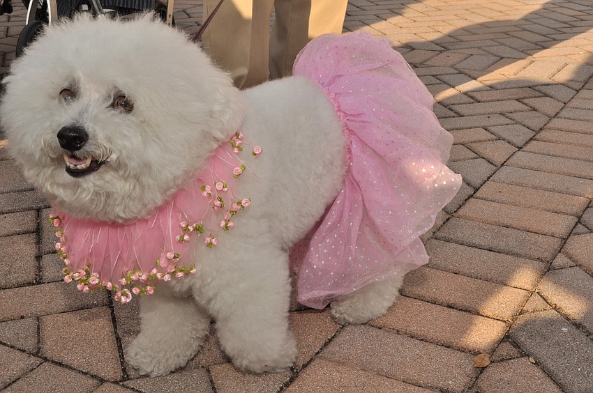 Roger and Pat Dreffin's dog, Muffy, took second place for best costume.