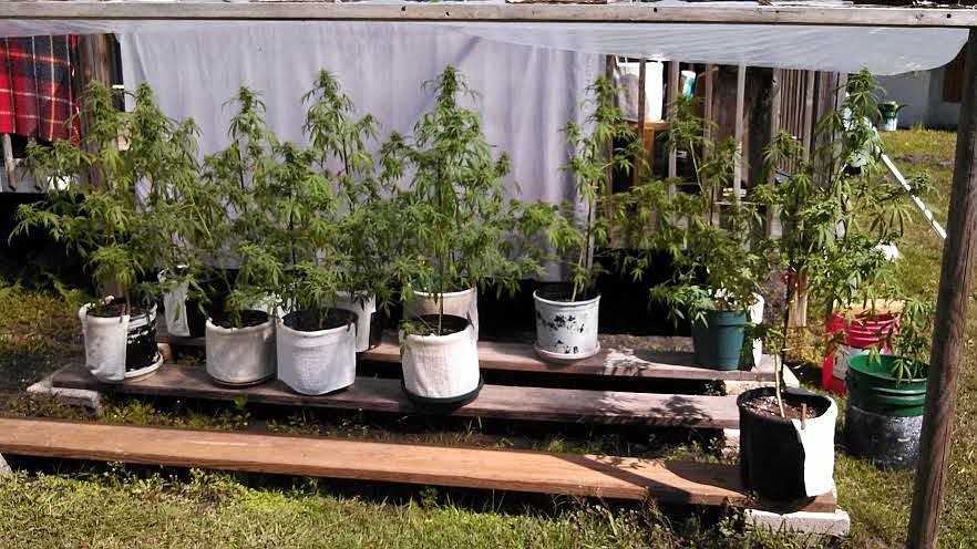 Investigators found 43 marijuana plants growing inside the house, in addition to 18 plants growing in plain view in Dwayne Reed's backyard. (Courtesy photos)