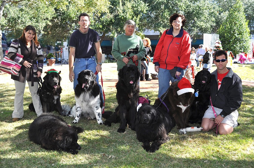 Newfoundland pups enjoy a lazy morning with their owners.