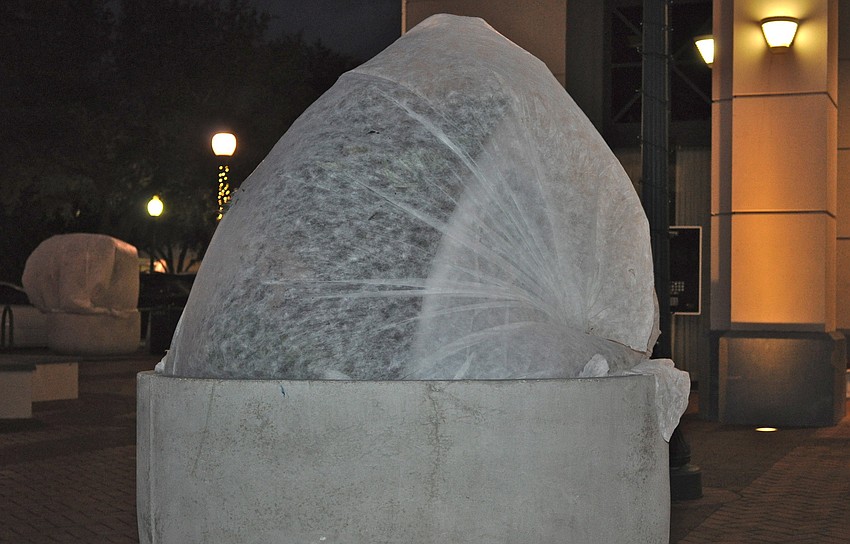 This potted plant located near the Selby Five Points roundabout was protected from near freezing temperatures.