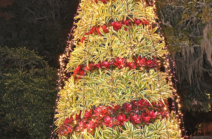The bromeliad tree lit up the entrance to the mansion for all to see.