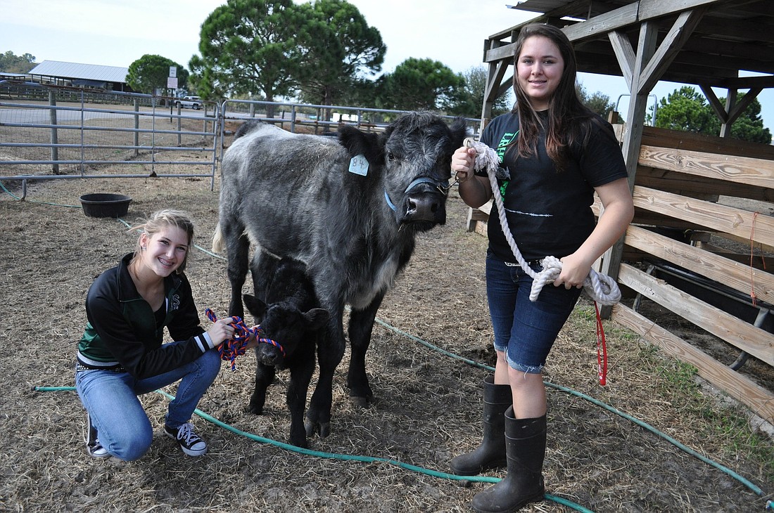Lakewood Ranch sophomore Sierra Langston, right, watched the cow she's showing in the fair give birth to a calf Dec. 19. She named the calf, Colby. Langston and her friend Theresa Simunovic, left, will show the pair in the fair Jan. 21.