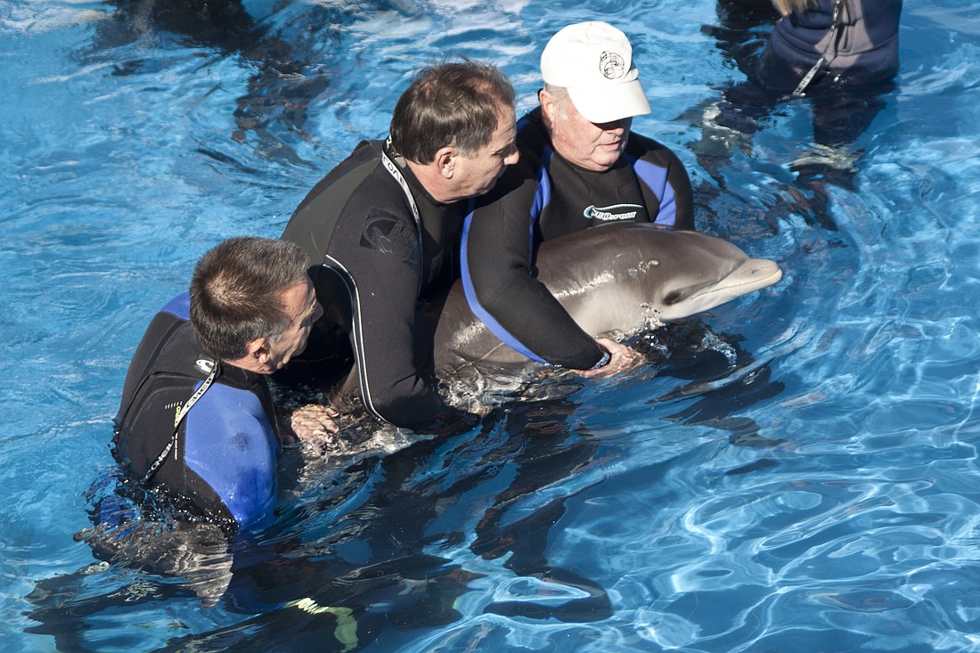 Mote staff and volunteers hold the calf in the Dolphin and Whale Hospital's medical pool. Photo courtesy of Mote Marine Laboratory.