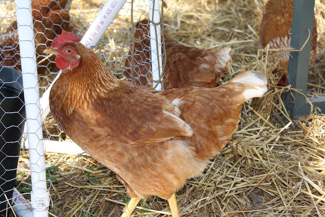 Some Sarasotans who raise chickens say their eggs are more nutritious than eggs bought in stores.