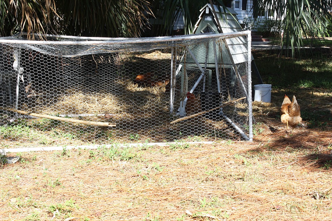Backyard chicken enclosures cannot be closer than 10 feet from an adjacent property line.