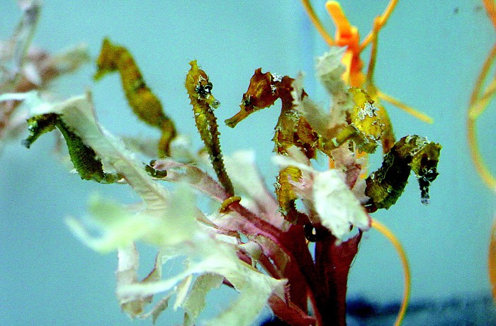 A few seahorses hold on to a plant with their tails for support.