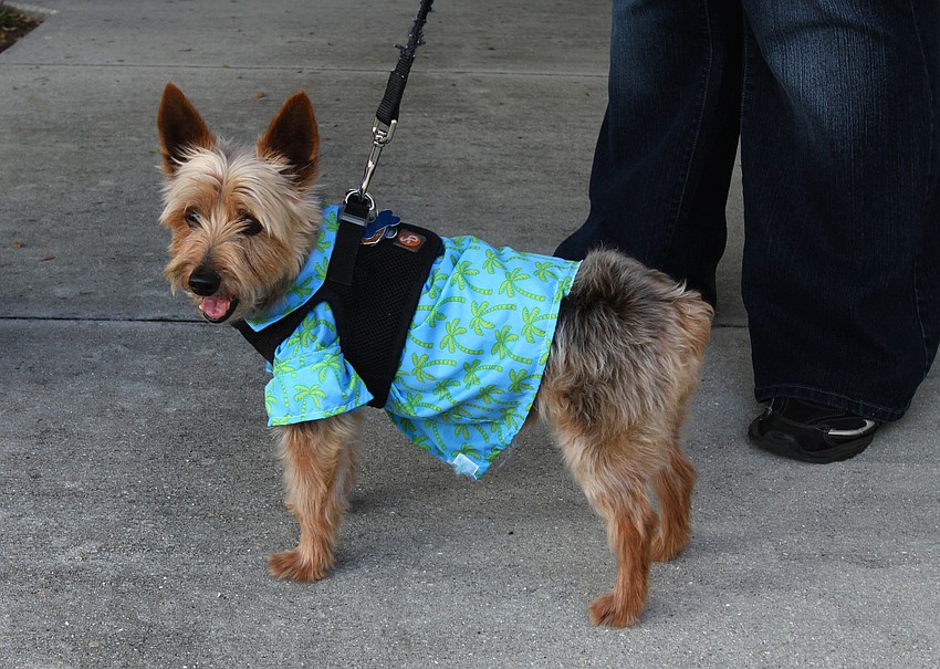 Mooney wore his palm tree shirt for the dog parade on Tuesday, Mar. 8 as part of Masquerade â€” Mardi Gras St. Armands Style.