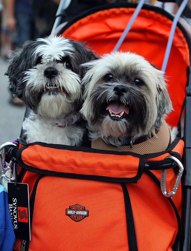 Porsche and Boxster ride in their Harley Davidson carriage.