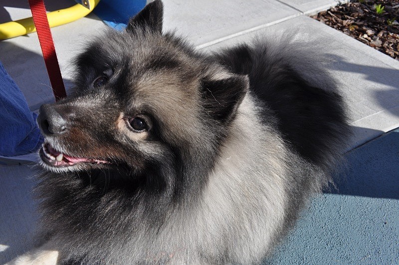 Bear, a keeshond, came out with his owners Norma Thomas and Diane Sheldon.