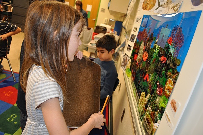 Hayley O'Keefe checked out a display on sharks.