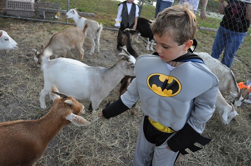 Nathan Specht-Remsnyder, 5, fed as many goats and sheep as he could.