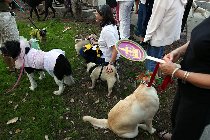 Dogs wait their turn to go in front of the judges for the costume contest.