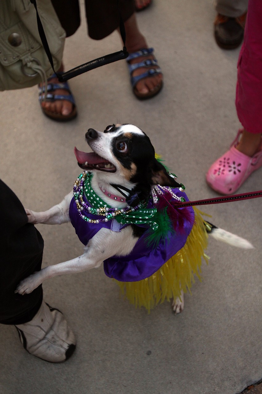 Lilly jumps up and balances on a stranger's leg prior to walking in the parade on Tuesday, Mar. 8 during Masquerade â€” Mardi Gras St. Armands Style.