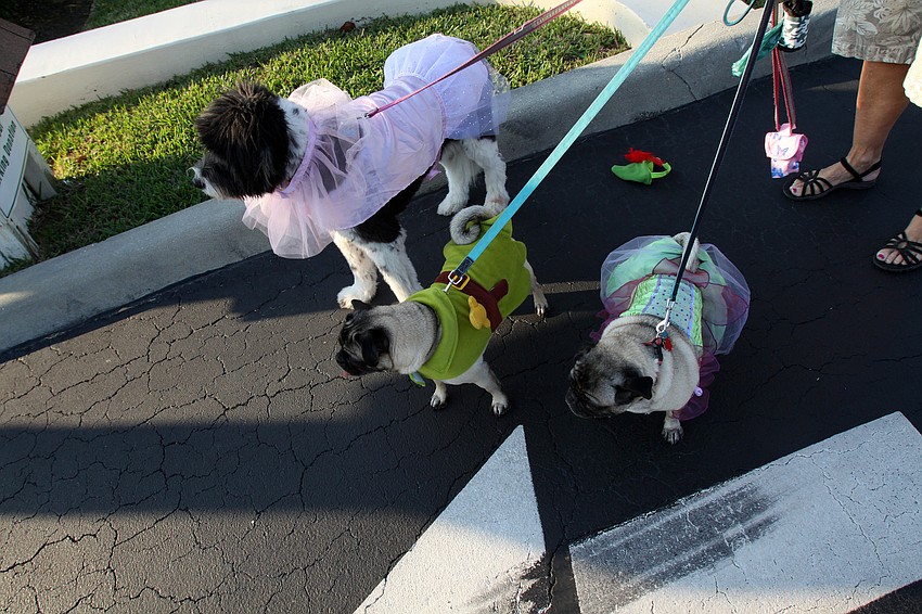 Zanne Gordon's dogs Daisy, Marley and Oakley came dressed in Peter Pan themed costumes on Tuesday, Mar. 8 during Masquerade â€” Mardi Gras St. Armands Style.
