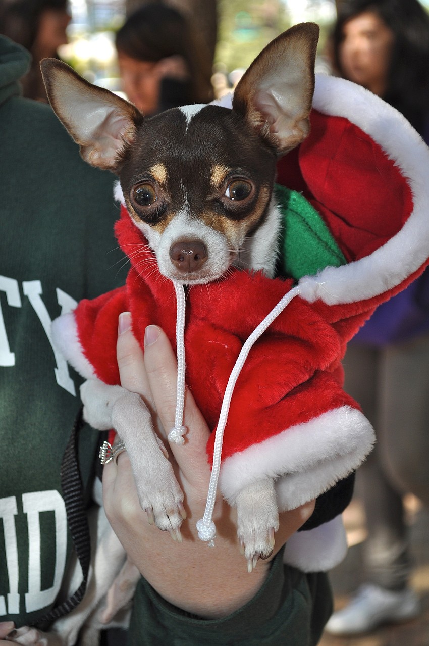 Jackson sports an adorable Santa Claus costume.