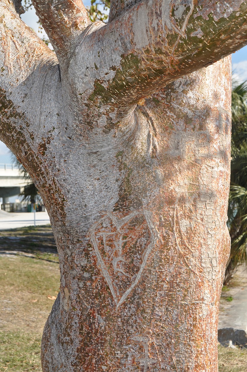 Gumbo Limbo tree