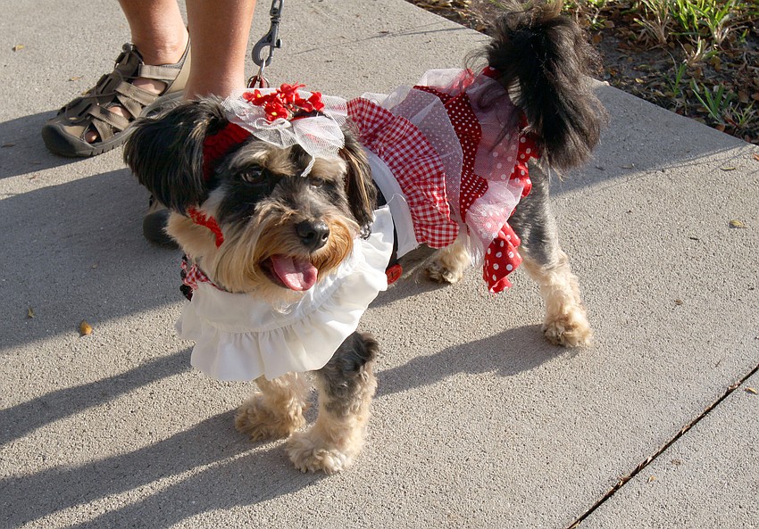 Mira Belle dressed as a Can-Can dancer.