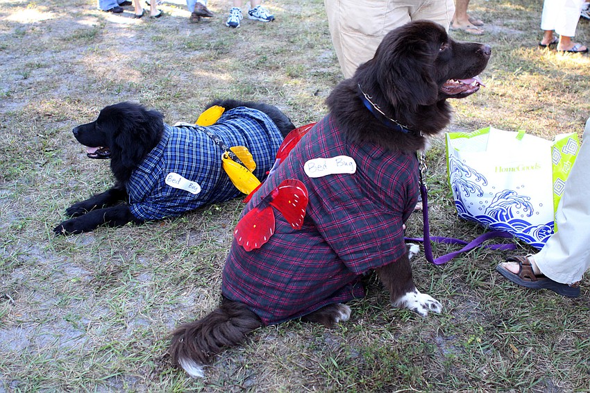 Sirius and Sully, Newfoundlands, dressed as â€œbed bugsâ€.