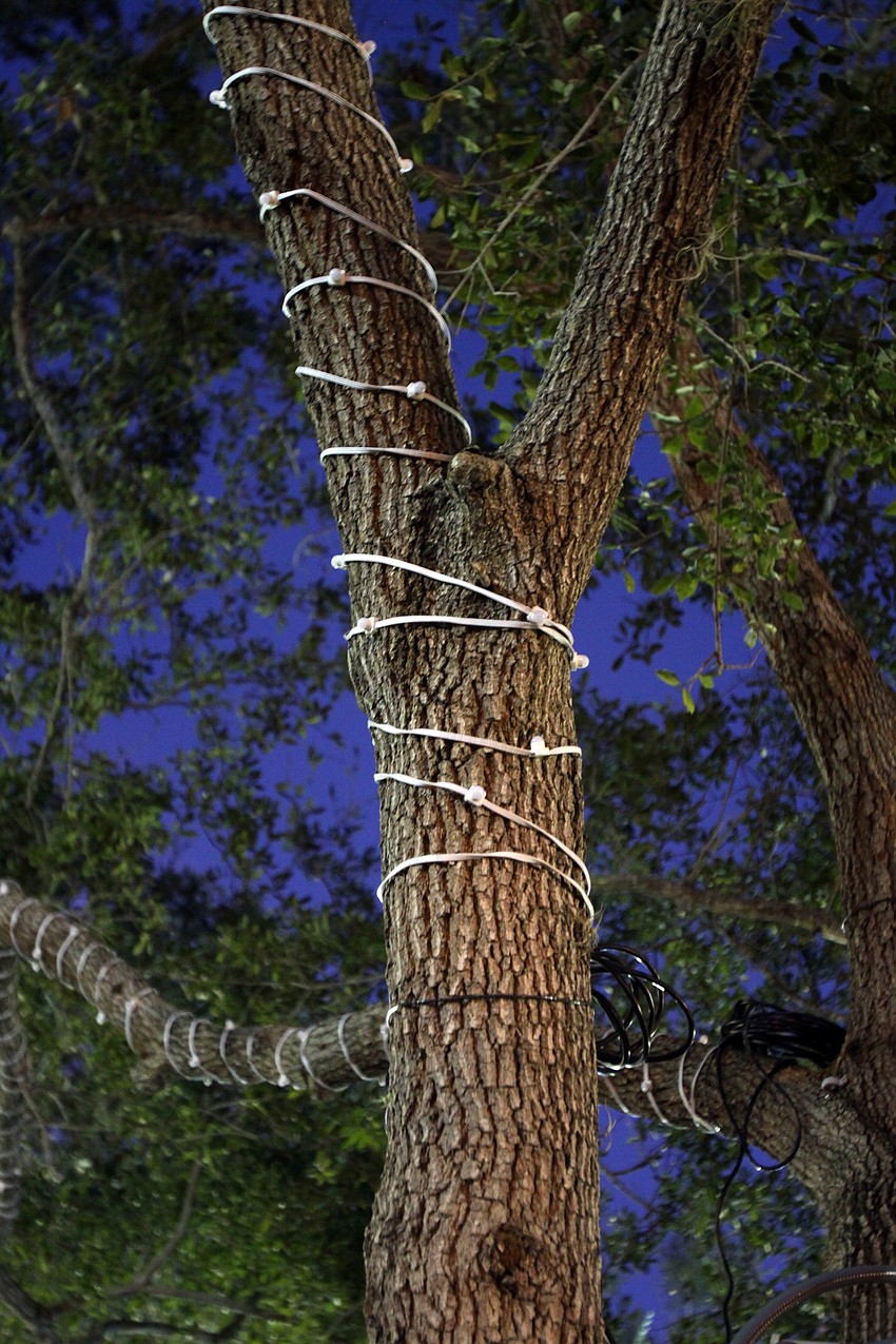 Each tree in Five Points Selby Park has lights wrapped tightly around high limbs and half way up the trunk of the tree. All the trees are run with a lighting system and design created by Synergy Lighting.