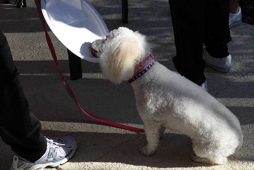 Chantal gets to lick some chili off a plate on Friday, Jan. 28 during Longboat Key Public Tennis Center's Chili Cook-off competition.