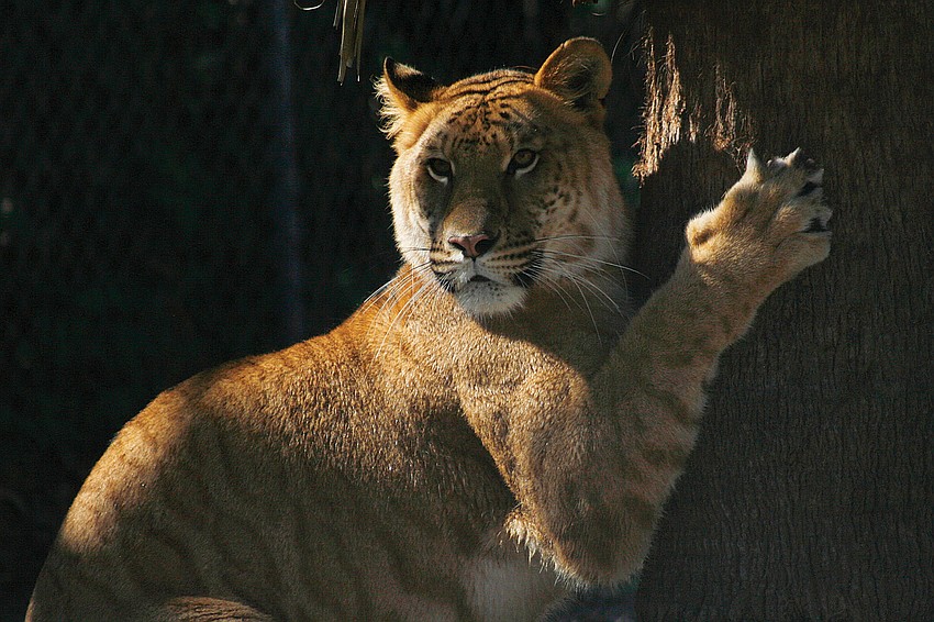 Mia is one of two ligers who reside at the Big Cat Habitat.