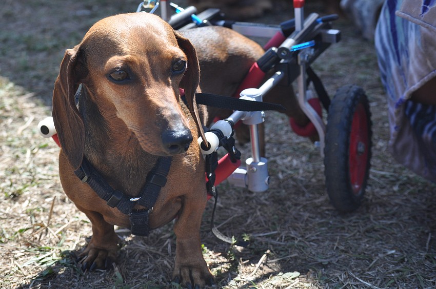 Cookie is a special needs dog available for adoption through Florida Daschund Rescue.