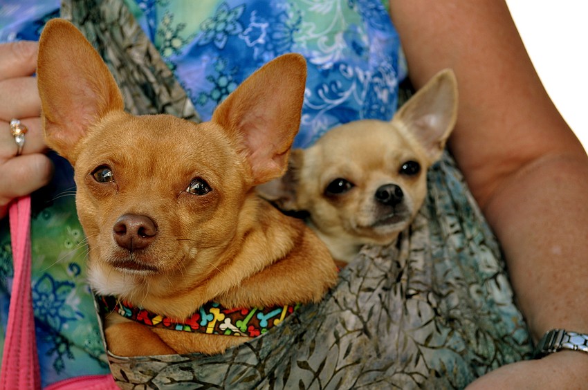 Cricket and Willow attended the festival in their owner's pup pouch.