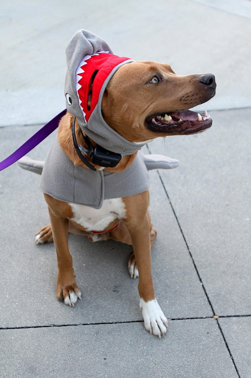 Cody went as Shark Dog on St. Armand's Circle for Halloween.