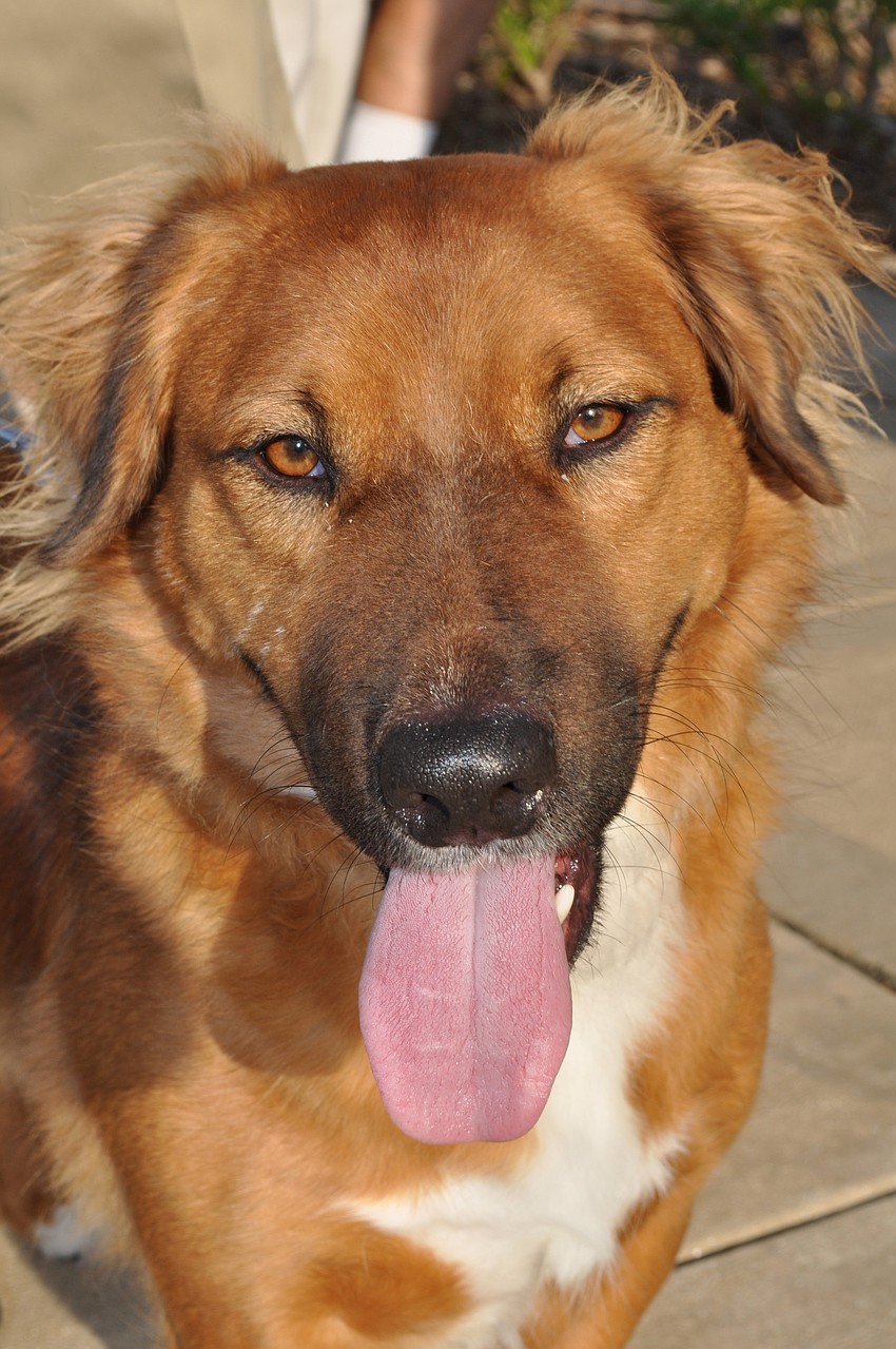 Rodney McSheen's dog, Jed, received the award for 