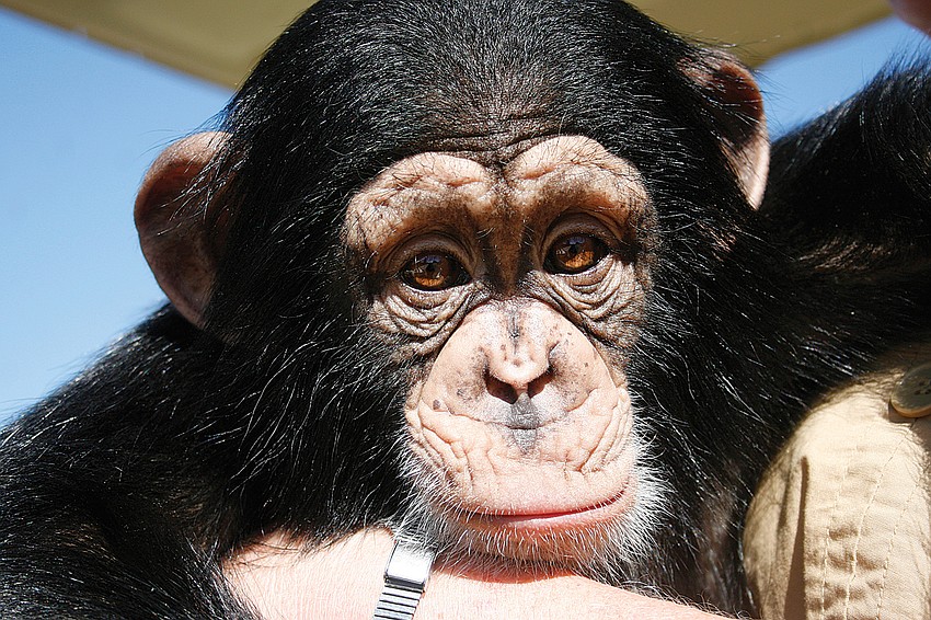 Chance the chimp will turn 2 years old Feb. 23.