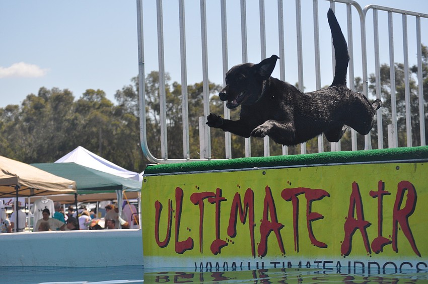 Midnight jumps into a pool of water.