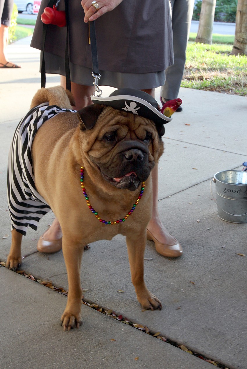 Dozer, an Ori-pei, dressed as a pirate.