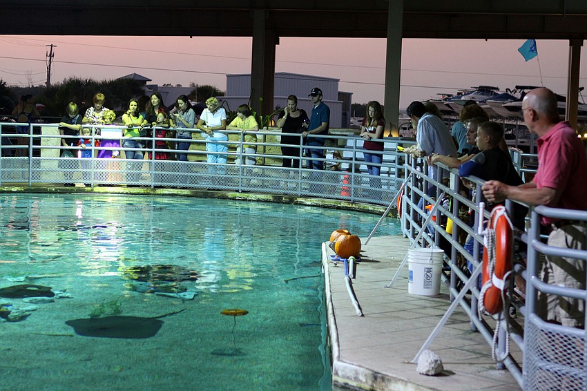 People look down into the large shark tank.