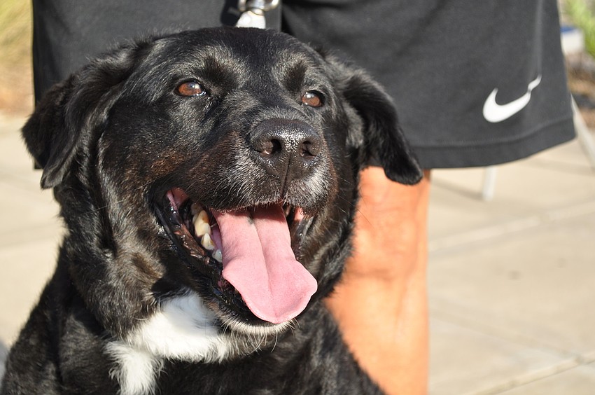 Jan McSween's black lab, Lily, was named 