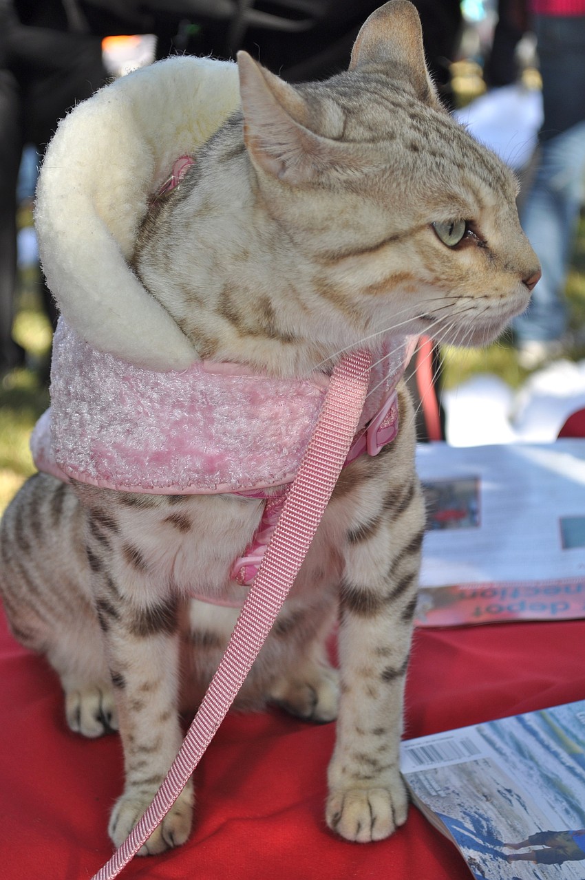 Simba sits pretty for the camera.