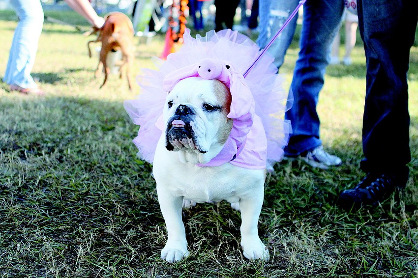 Jezebel, an English bulldog, was dressed as a pig at the Humane Society of Sarasota County's 13 annual Howl-o-ween parade held in October.